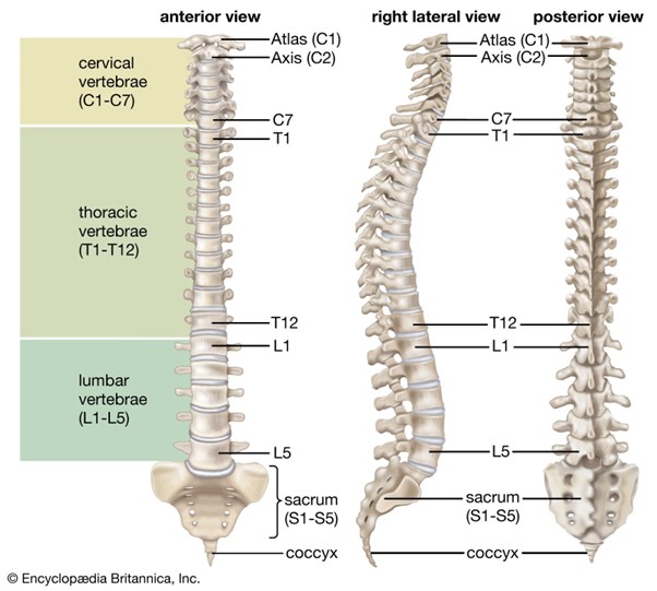 lumbar support for the spine
